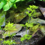 植栽から1日目　ドワーフアンブリア